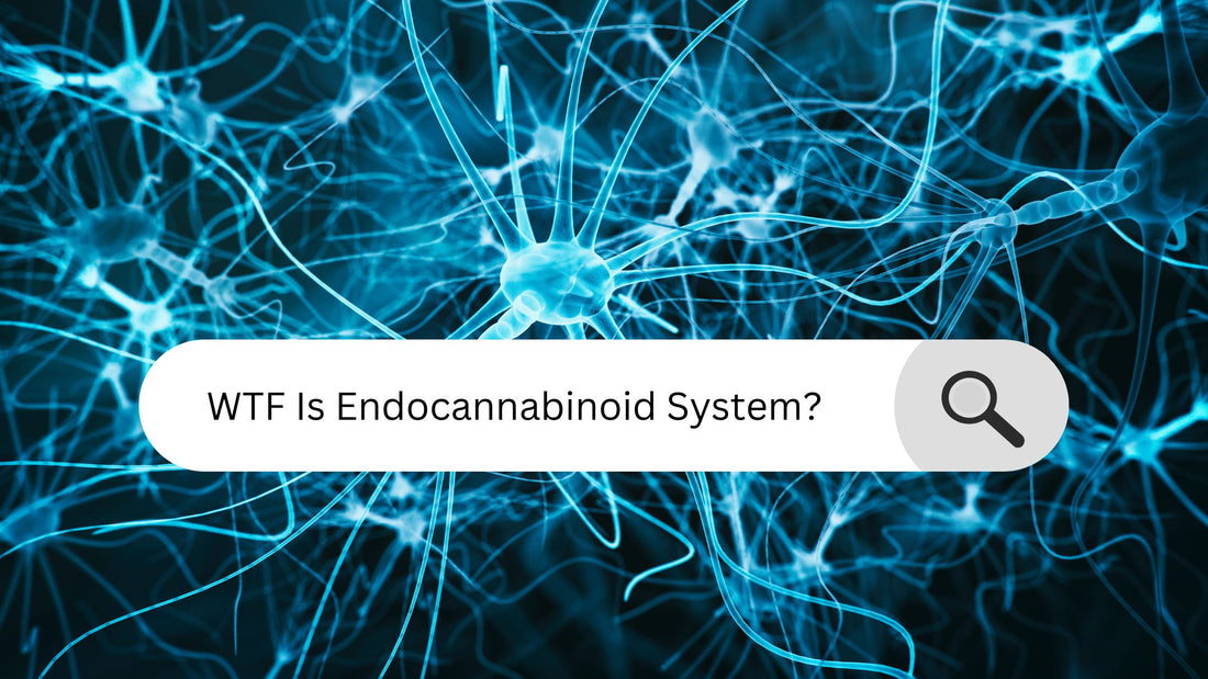 Endocannabinoid System ECS Explained Health CBD THC Cannabinoids 